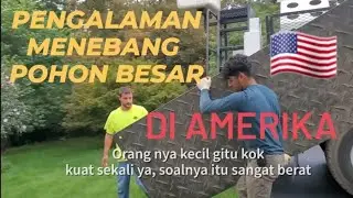 Cutting Down Dying Tree - (PART 1 of 2) - Indonesian Subtitles