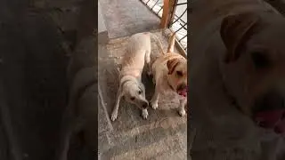 KASEY DURING PARVO VIRUS VS AFTER GETTING BETTER