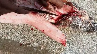 Fish cutting boneless cutting snakehead murrel fish cutting India gulbarga fishing