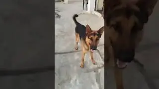 My pabbo playing with ball saying Ram Ram #pabbo & pablo
