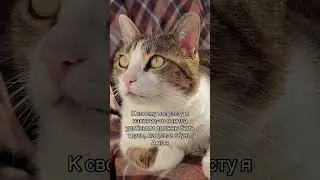 Не будь удобным 😉 #catshorts #кот #юмор