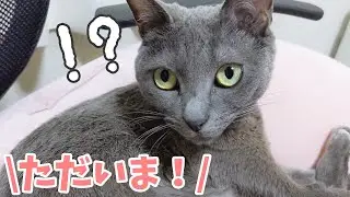 約1ヶ月ぶりにママに会った猫4匹の反応がこちらです