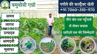15. पपीते की कांट्रैक्ट खेती , खेत से बाई बैक, खेत पर पेमेंट
