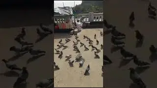 pigeons video #pavuralu #ytshorts #shortsfeed #viralvideo #shorts
