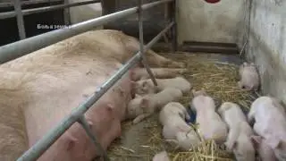 Kako hraniti krmace i prasice za bolje rezultate