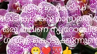 ഇനിയും നിങ്ങൾക്ക് വിശ്വാസം ആയില്ലേ എന്റെ ഓർക്കിഡ് കുഞ്ഞുങ്ങൾക്ക് ഞാൻ ഇതൊക്കെയാണ് കൊടുക്കുന്നത് 😁💯