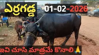 ఎర్రగడ్డ మార్కెట్ | 01-02-2026 | ఇవి చూసి మాత్రమే కొనాలి/Erragadda Sunday Prices @dairyinfoip 