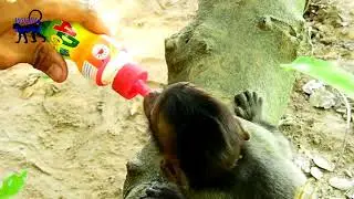 Help Carlino with vitamin D milk until full, Carlino happy & feel drunk milk.