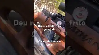 Serva de Cotia e Lambu  hoje deu serto  rendeu um bom frito # Lambu preta top
