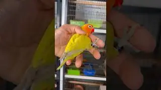 Green Dulit split blue #shorts #lovebird #lovebirdsbreeding