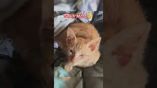 Kucing kecil sakit Mata #Kucing #cat #kucingsakit #sakit #dailyvlog #familyvlog #labuanbajo #2026