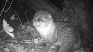 Noisy otter action! 