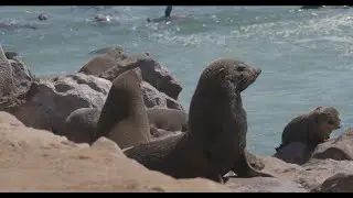 Cape Cross Seal Colony in Namibia home to 200 000 seals year-round what a sight and smell.