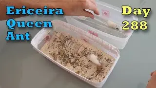 Day 288: Ericeira Queen Ant Colony's First Taste of Pear in New Outworld