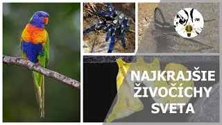 Najkrajšie živočíchy sveta - UNIKÁTNE INFORMÁCIE ep. 46