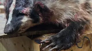 skinning a badger with feet on...in the fur shed