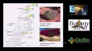 Caryophyllales - phylotranscriptomic