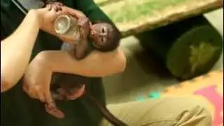 귀엽고 예쁜 아기 원숭이 - Cute and pretty baby monkey
