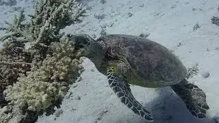 Duikreis Dahab en Sharm el Sheikh