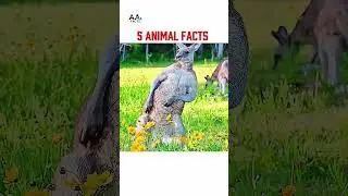 5 INSANE Animal Facts You Didn't Know