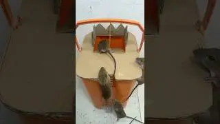Rat trap | Video tutorial on how to make a mouse trap easily and effectively #rattrap #animals #rat