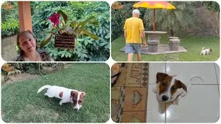 NOVO INTEGRANTE NA FAMÍLIA RECANTO SOSSEGO #recantosossego #vidanaroça #mariaeromildo #pet #família