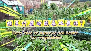 種菜什麼時候養地最好？Best time to improve soil health for vegetables #種菜#關注我一起學種菜 #學種菜#家庭種菜 #種植小技巧