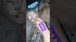 KAM'cat | OMG WOW | Emotional Cat Video #cat #Cat Lover #shorts #ytshorts