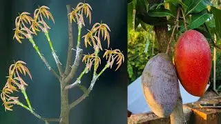 Mango Multiple Grafting Techniques/ Mango Grafting Techniques/Mango Grafting