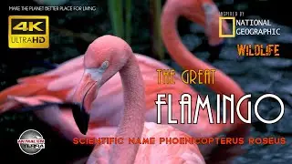 Greater Flamingo - Scientific name: Phoenicopterus Roseus - Flamingo call and sounds