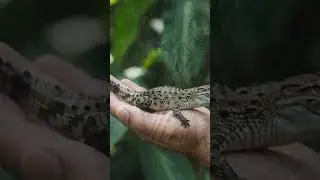 The Amazing Transformation of a Baby Crocodile #crocodile #shorts #animals #animalshorts #animalcute