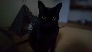 いつもよりお腹が空いてたのでいつもよりご機嫌声で鳴く黒猫