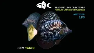In Stock January 24, 2026 SeaDwelling.com