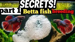 Betta fish breeding part 1 बेटा मछली प्रजनन भाग 1