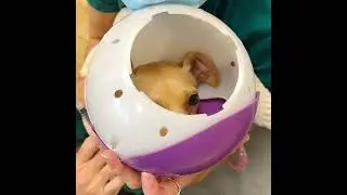 Gracie&rsquo;s Fear Free Blood Draw