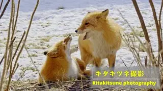 【キタキツネ】4K HDR 北きつね牧場で撮影！Wildlife Photography Ezo red fox #キタキツネ#redfox #z5II #hokkaido #kitami