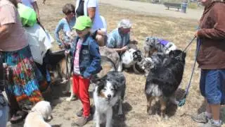 NorCal Aussie Rescue Reunion 2014