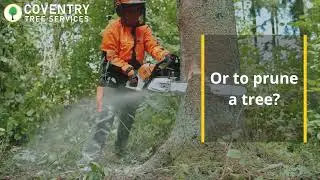 Coventry Tree Removal