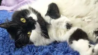 Top 10 Cats To Own | Best Cat Breeds