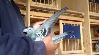 kuwait racing pigeons visit belguim part 3