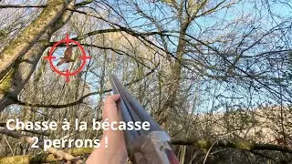Chasse à la bécasse dans le Berry, calibre 16 (2 perrons de bécasses, chevreuils) en 4k saison 22/23