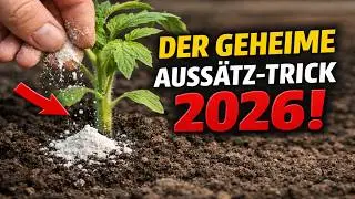 Das haben Agronomen VERSCHWIEGEN! Die geheime Aussaat-Methode f&uuml;r extrem KR&Auml;FTIGE und kompakte Setz