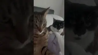 @meowcrumpet: Правдивая история #кот #любителькошек #кошечка