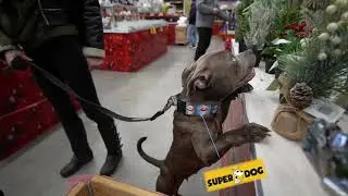 Staffordshire Bull Terrier - trip to shopping center