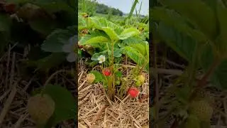 Organics Farm in Markham, ON - Strawberry Picking