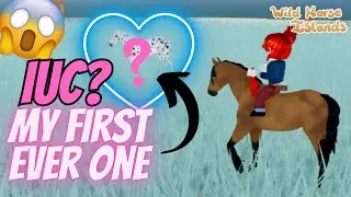 MY FIRST EVER WILD ISLAND UNIQUE COAT HORSE / GETTING RICH QUICK / WILD HORSE ISLANDS