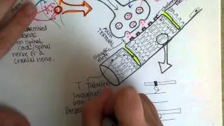 Нервно-мышечное соединение