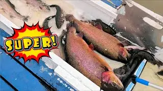 1/22/26 STOCKING MONSTER TROUT & SIERRA BOWS AT SANTA ANA RIVER LAKES