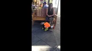 Greatest Dog Costume Ever! || ViralHog