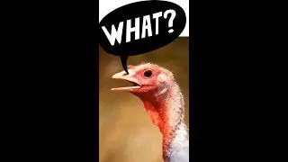 Turkey Lies! #shorts